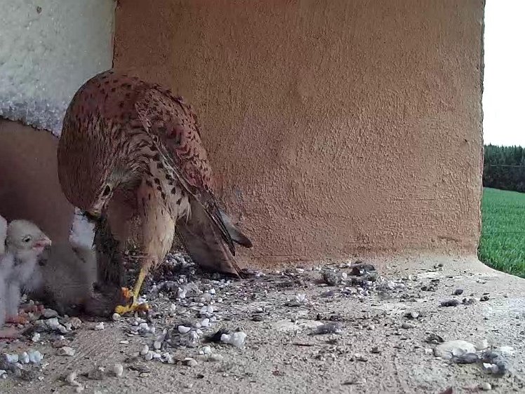 Frame_2021-07-15_10-43-04 10:43 Mouse food