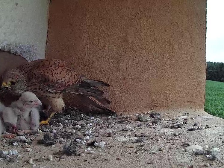 Frame_2021-07-15_10-43-24 10:43 Mouse food