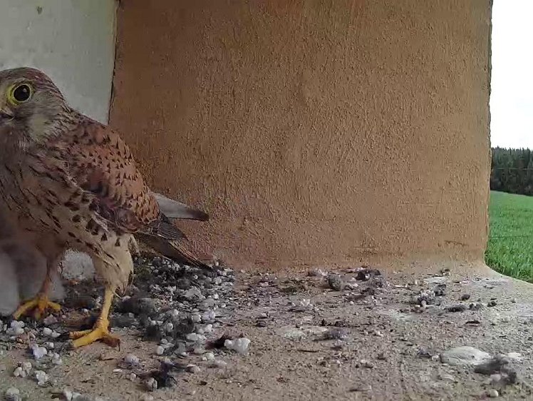 Frame_2021-07-15_10-47-44 10:47 not much mouse left to go into the store