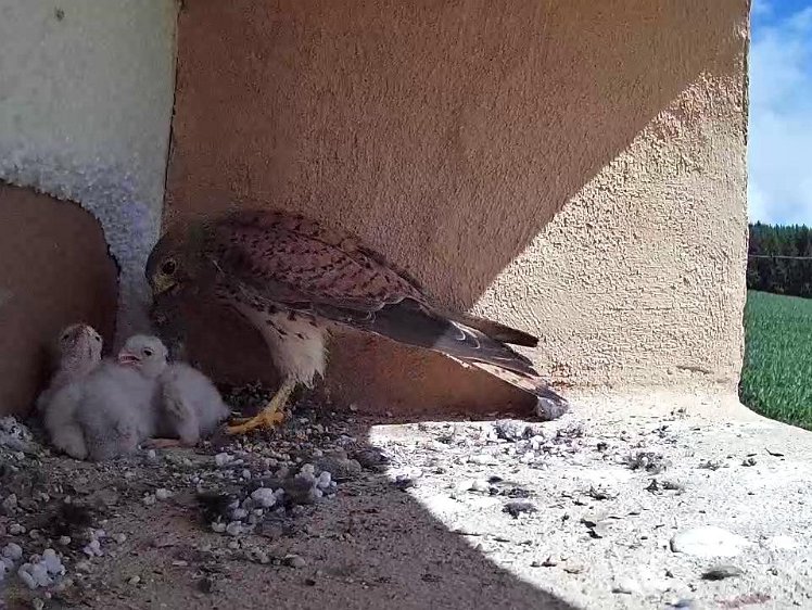 Frame_2021-07-15_11-23-02 11:23 vole food