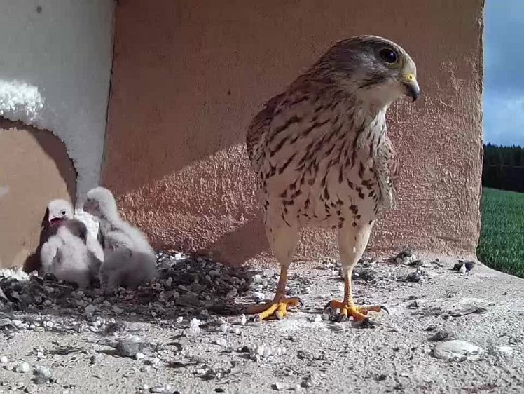 2021-07-16 09-26-01 video 09:26 finally returned but no food. Nothing in the store either and flew off again