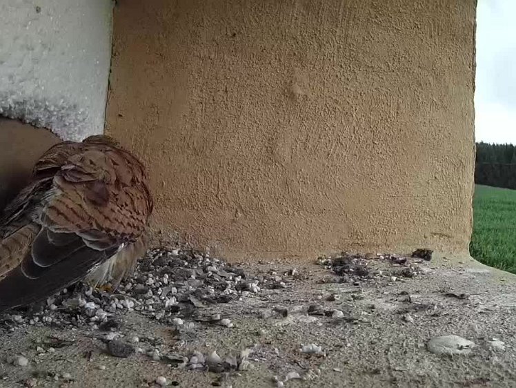 2021-07-16 10-09-25 video 10:08 something small to eat, then flies off and returns with lizard. The chicks look hungry