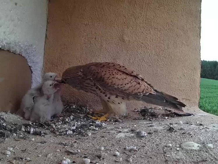 2021-07-16 10-13-36 video 10:13 feeding the chicks some of the lizard