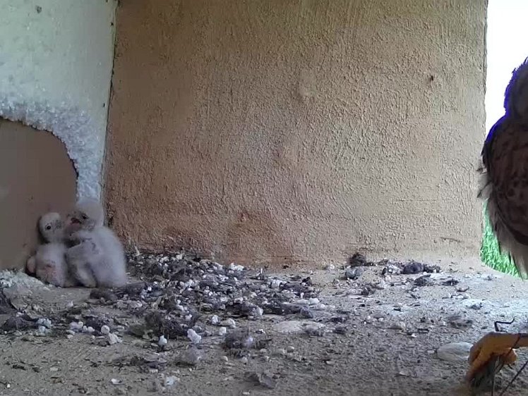 2021-07-16 13-59-38 video 13:39 brought back a grasshopper