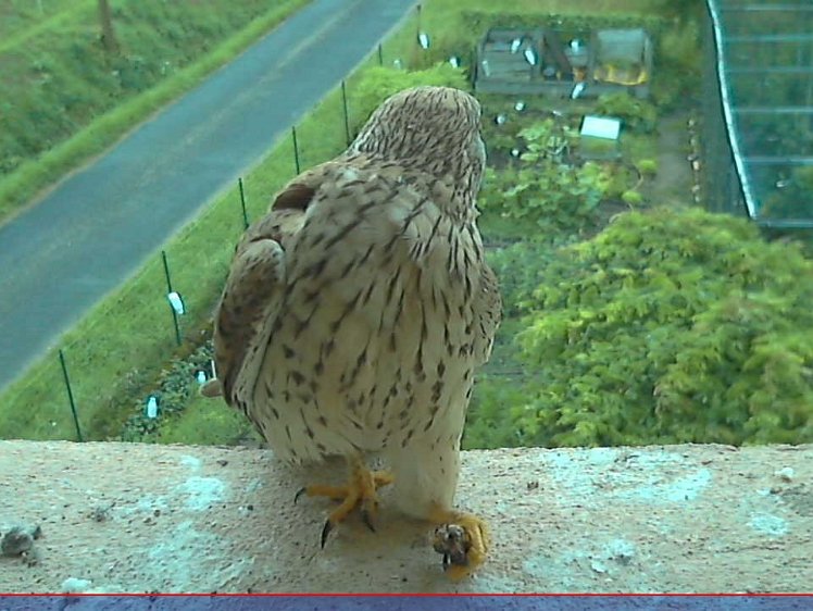 202107160602 06:02 first food -not substantial, a flying insect