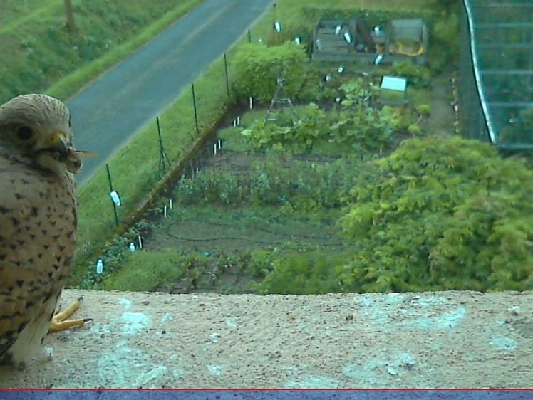 202107160604 06:03 first food -a flying insect