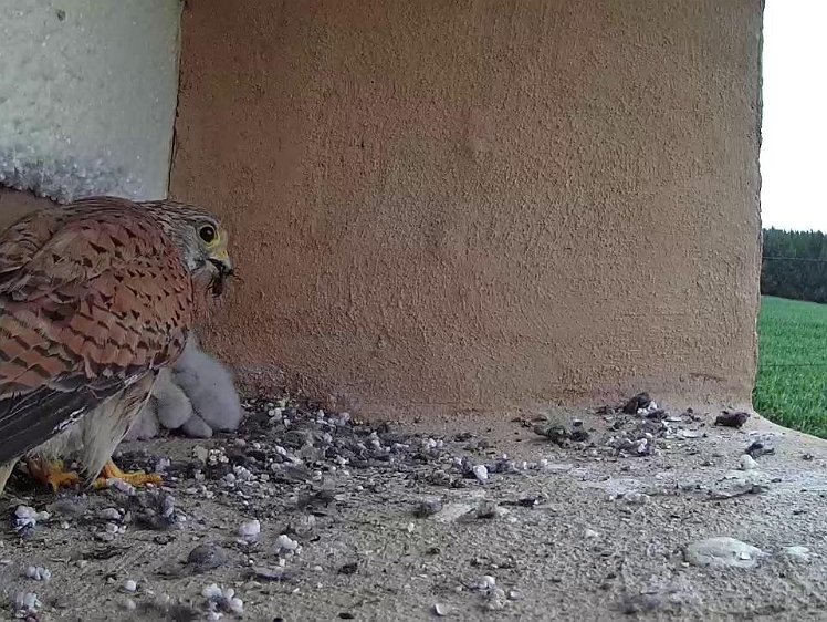 Frame_2021-07-16_06-03-19 06:03 first food -only a flying insect. We had very heavy rain overnight and possibly all the animal holes have been flooded
