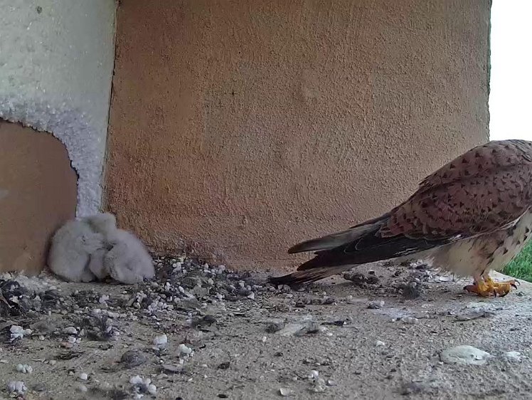 Frame_2021-07-16_06-04-19 06:03 first food -only a flying insect