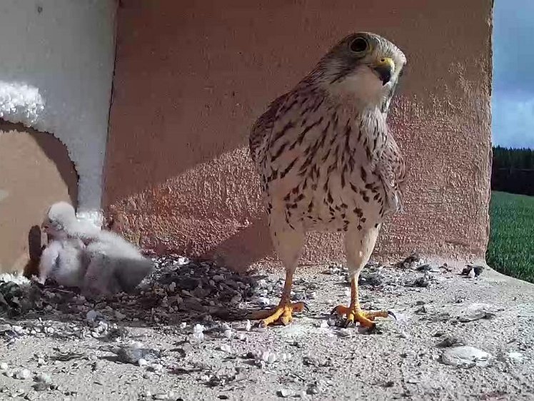 Frame_2021-07-16_09-26-01 09:26 finally returned, without anything to eat