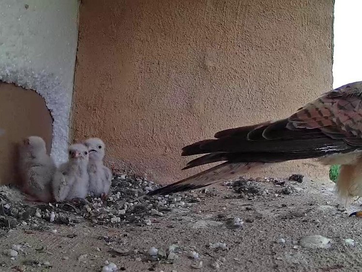 Frame_2021-07-16_10-13-02 10:13 a small lizard to eat (in claw)