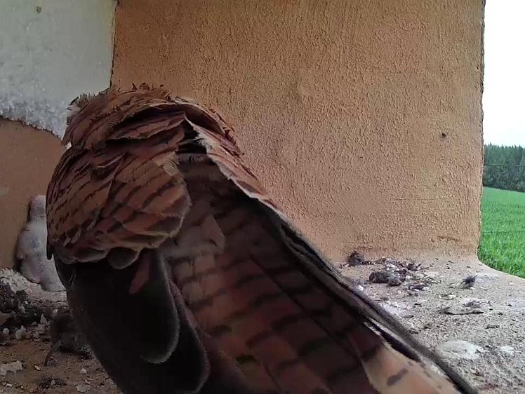 Frame_2021-07-16_12-29-55 12:29 more furry food