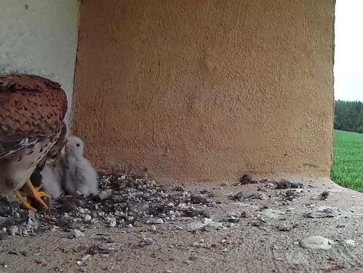 Frame_2021-07-16_12-31-55 12:31 feeding