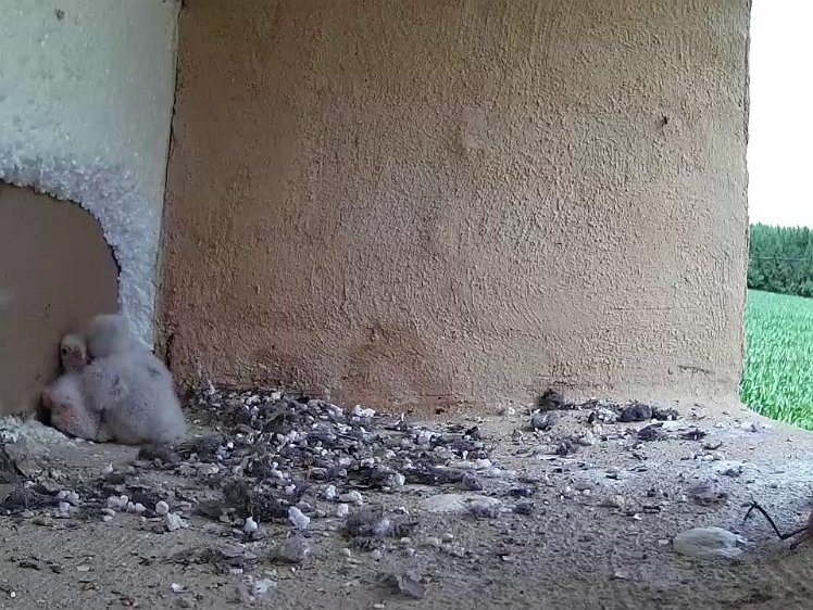 Frame_2021-07-16_13-59-54 13:59 - a grasshopper