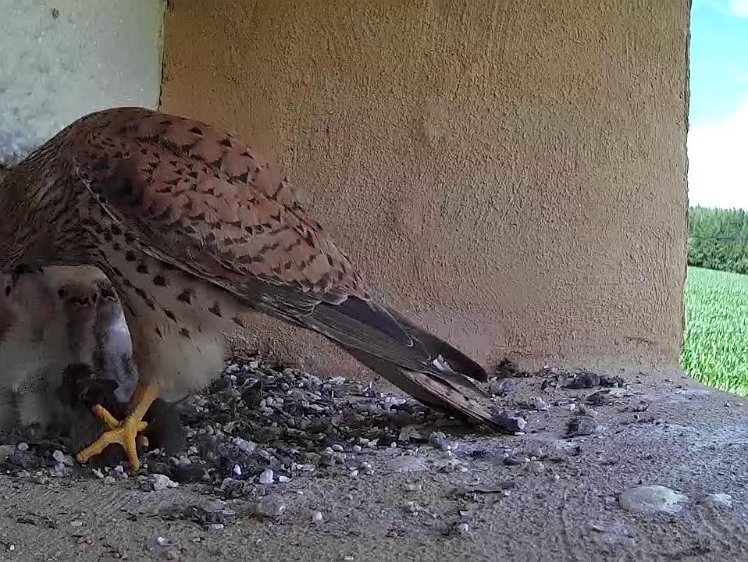 Frame_2021-07-16_15-16-18 15:16 another furry feed