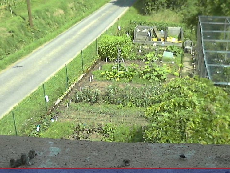 202107171448 14:48 Shadow of kestrel approaching the nest