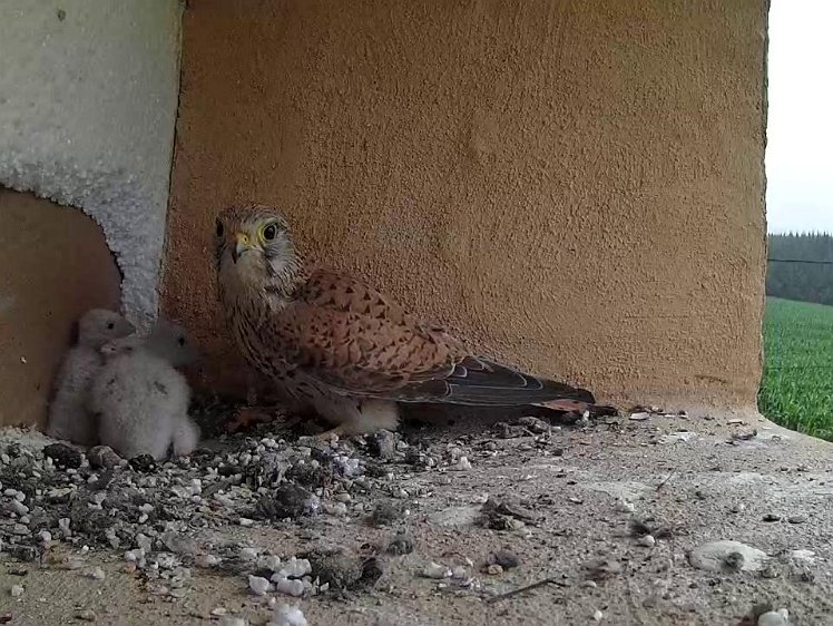 Frame_2021-07-17_07-40-07 07:40