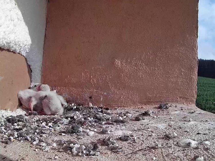 Frame_2021-07-17_08-54-07 08:54 being watched