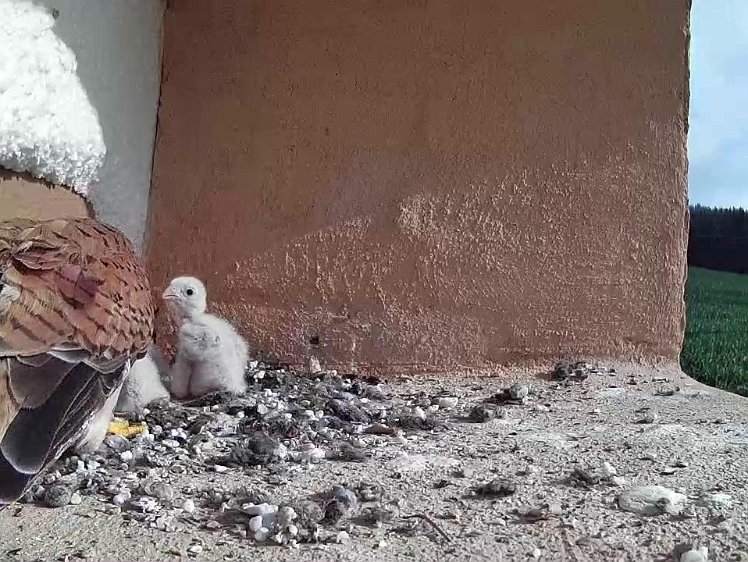 Frame_2021-07-17_08-59-49 08:59 a beetle for breakfast