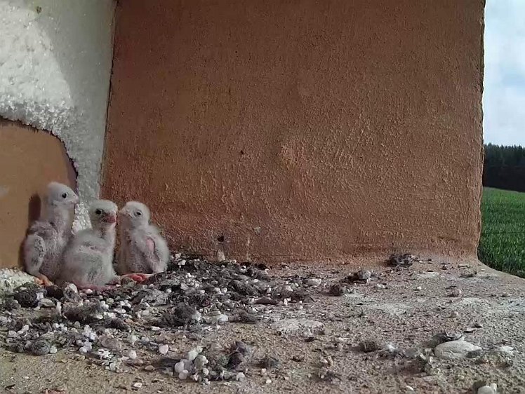 Frame_2021-07-17_09-00-49 09:00 beginning to be more independent