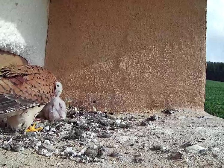 Frame_2021-07-17_09-16-13 09:16 another beetle