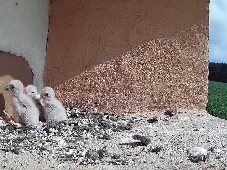 Frame_2021-07-17_09-46-20 09:46 beginning to walk