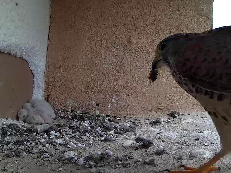 Frame_2021-07-17_09-56-43 09:56 yet another beetle