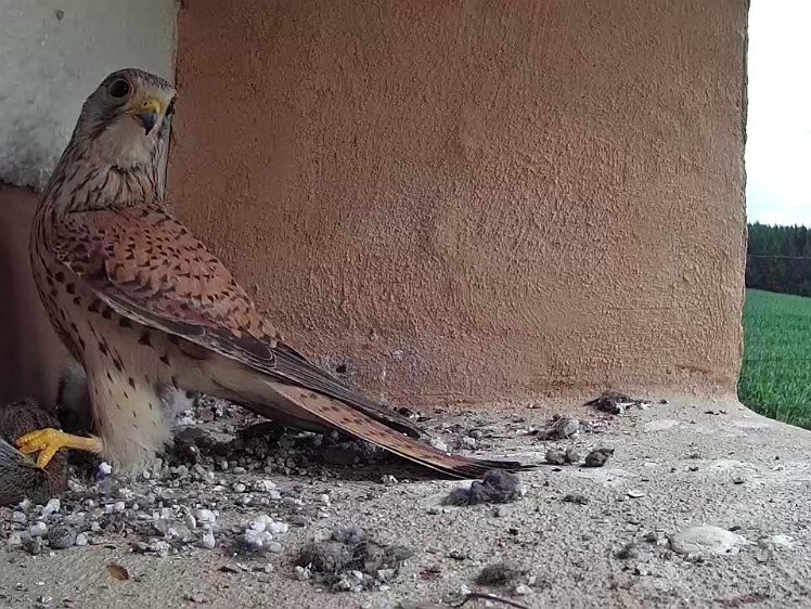 Frame_2021-07-17_10-04-04 10:04 with mouse