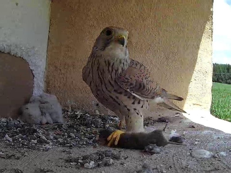 Frame_2021-07-17_12-33-20 12:33 another mouse