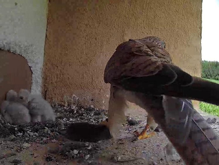 Frame_2021-07-17_13-45-36 13:45 another mouse but it wasn't fed to the chicks. I think she flew off and had some then later came back with part of it