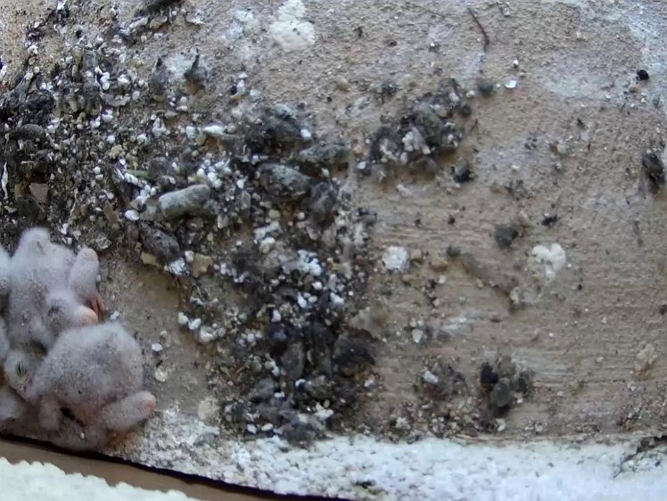 Frame_2021-07-17_14-52-56 14:52 camera position adjusted showing a mouse in store on the RHS