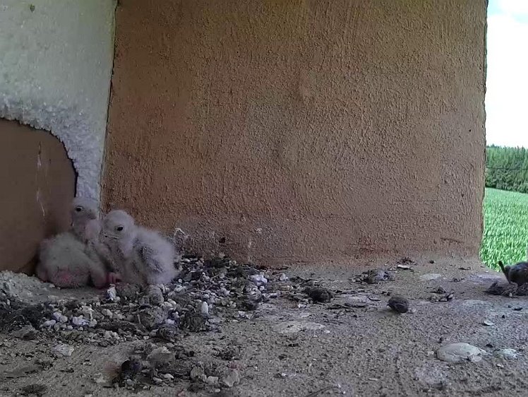Frame_2021-07-17_15-52-32 15:52 the hen returns with food but does not stay and feed the chicks. Unhappy with the moved "birdseye" pan-and-tilt camera (or possibly the noise it made when...