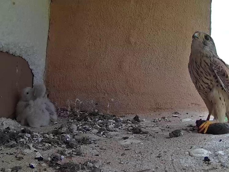 Frame_2021-07-17_19-13-38 19:13 Still cautious, but stays