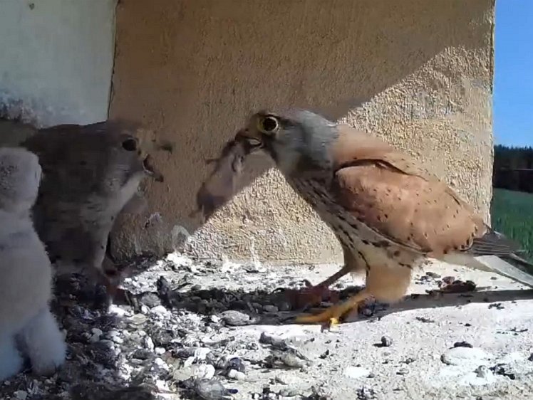 2021-070-20-screenshot1 10:46 cock brings food
