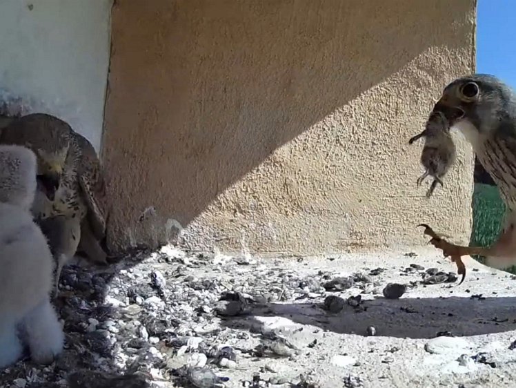 2021-070-20-screenshot2 10:46 cock brings food