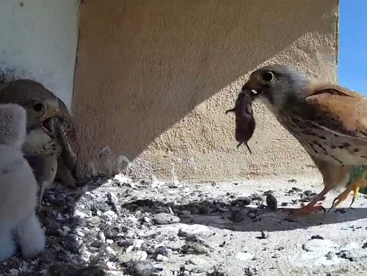 2021-070-20-screenshot3 10:46 cock brings food