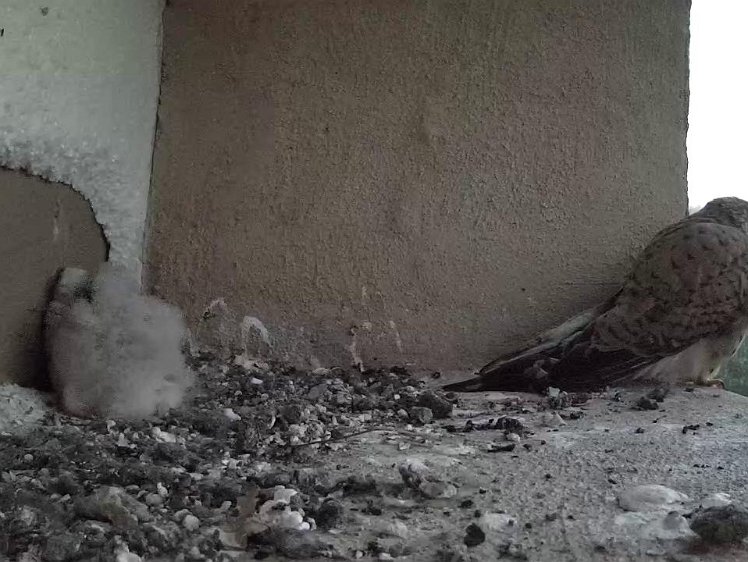 Frame_2021-07-20_05-18-53 05:18 already looking for food