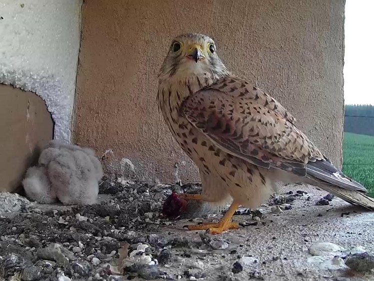 Frame_2021-07-20_06-10-07 06:09 found something