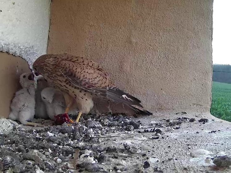 Frame_2021-07-20_06-11-07 06:11 breakfast