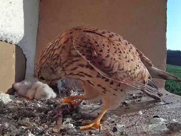 Frame_2021-07-20_07-35-45 07:35 more furry food