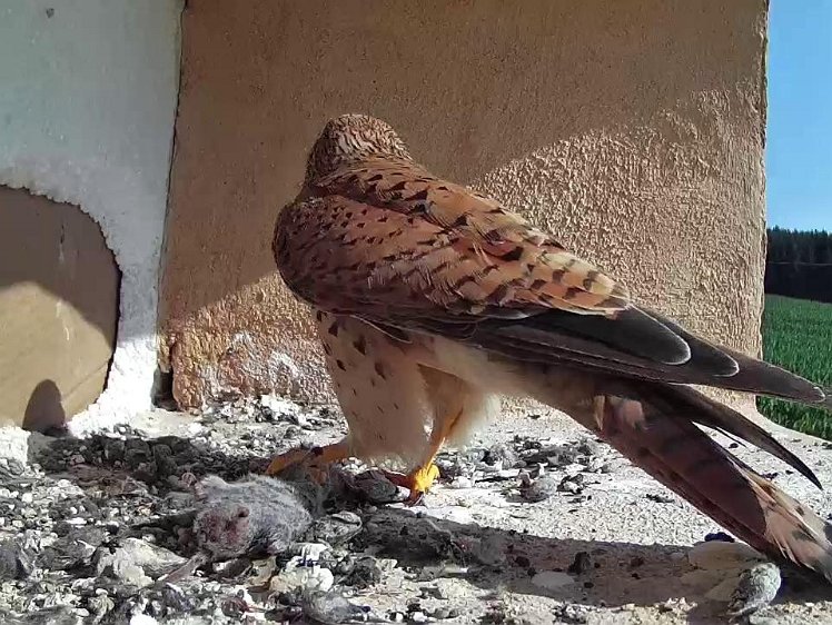 Frame_2021-07-20_09-47-44 09:47 brings food but flies off without feeding chicks