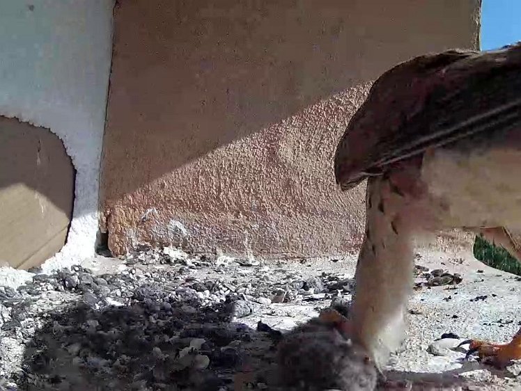 Frame_2021-07-20_09-50-04 09:50 back but flies off again