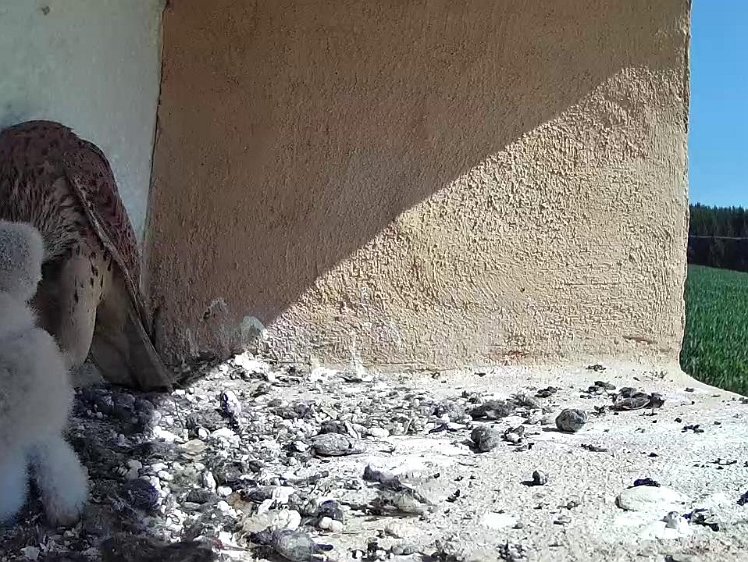 Frame_2021-07-20_10-43-16 10:43 which she feeds to two chicks