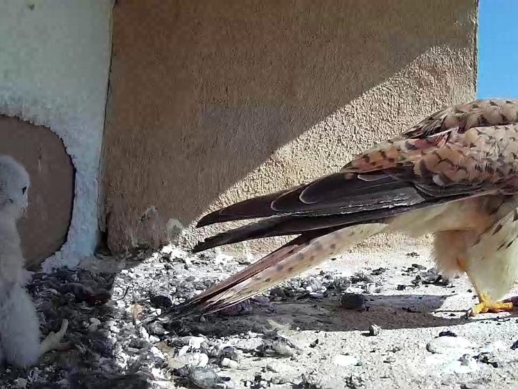 Frame_2021-07-20_10-44-37 10:44 the cock dropped more food