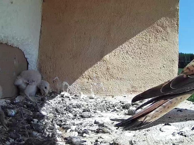 Frame_2021-07-20_10-46-17 10:46 chick takes carcass