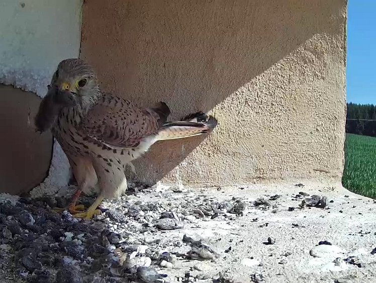 Frame_2021-07-20_10-52-58 10:52 hen back with more