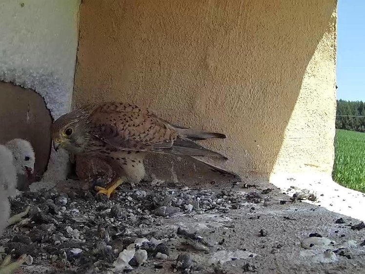 Frame_2021-07-20_12-22-20 12:22 a brief visit with more food