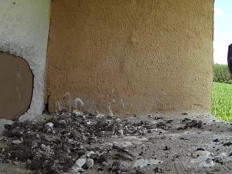 Frame_2021-07-20_13-26-15 13:26 bringing an insect?