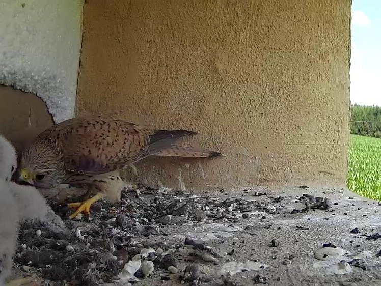 Frame_2021-07-20_13-26-36 13:26 bringing an insect?