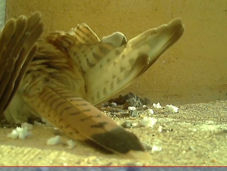 20210702-10fps-x264 8bit 2jul2021 VIDEO DAY 18 Fast - 10fps 2jul2021 05.10 - 22.10