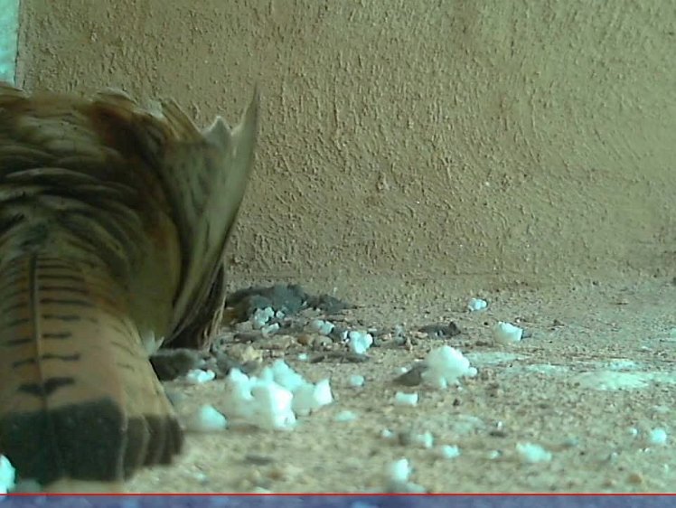 20210702-2fps-x264 8bit 2jul2021 VIDEO DAY 18 Slow - 2fps 2jul2021 05.10 - 22.10